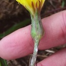 Scorzonera humilis L.Scorzonera humilis L.