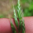 Bromus hordeaceus  L.Bromus hordeaceus  L.