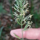 Anthoxanthum amarum Brot.Anthoxanthum amarum Brot.