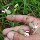 Silene vulgaris (Moench) Garcke subsp. vulgaris .Silene vulgaris (Moench) Garcke subsp. vulgaris .