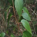 Eucalyptus obliqua L'Hér.Eucalyptus obliqua L'Hér.