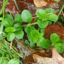 Veronica officinalis L.Veronica officinalis L.