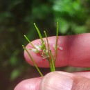 Cardamine flexuosa With.Cardamine flexuosa With.