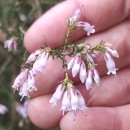 Erica australis L.Erica australis L.