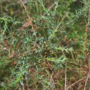 Genista berberidea LangeGenista berberidea Lange