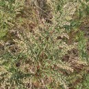 Artemisia crithmifolia L.Artemisia crithmifolia L.