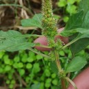 Amaranthus retroflexus L.Amaranthus retroflexus L.