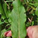 Rumex acetosa L.Rumex acetosa L.