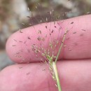 Agrostula truncatula . subsp. durieui (Boiss. & Reut. ex Willk.) P.M.Peterson, Romasch., Soreng & SylvesterAgrostula truncatula . subsp. durieui (Boiss. & Reut. ex Willk.) P.M.Peterson, Romasch., Soreng & Sylvester