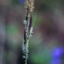 Carex elata All. subsp. reuteriana (Boiss.) Luceño & AedoCarex elata All. subsp. reuteriana (Boiss.) Luceño & Aedo