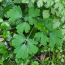 Aquilegia vulgaris L.Aquilegia vulgaris L.