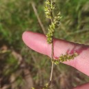 Echinochloa crus-galli (L.) Beauv.Echinochloa crus-galli (L.) Beauv.