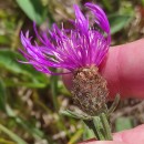 Centaurea nigra L. subsp. rivularis (Brot.) Cout.Centaurea nigra L. subsp. rivularis (Brot.) Cout.