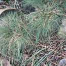 Agrostis curtisii KerguélenAgrostis curtisii Kerguélen