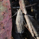 Nomophila noctuella (Denis & Schiffermüller, 1775)Nomophila noctuella (Denis & Schiffermüller, 1775)