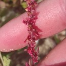 Rumex bucephalophorus L. subsp. hispanicus (Steinh.) Rech. fil.Rumex bucephalophorus L. subsp. hispanicus (Steinh.) Rech. fil.