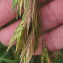 Bromus catharticus VahlBromus catharticus Vahl