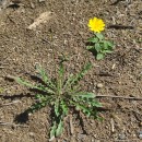 Leontodon saxatilis Lam.Leontodon saxatilis Lam.