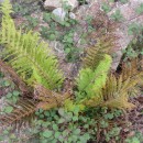 Polystichum setiferum (Forssk.) Woyn.Polystichum setiferum (Forssk.) Woyn.