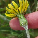 Scorzonera humilis L.Scorzonera humilis L.