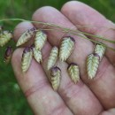 Briza maxima L.Briza maxima L.
