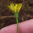 Leontodon longirostris (Finch & P.D.Sell) TalaveraLeontodon longirostris (Finch & P.D.Sell) Talavera