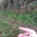 Digitaria sanguinalis (L.) Scop.Digitaria sanguinalis (L.) Scop.