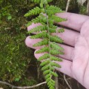 Asplenium obovatum Viv. subsp. billotii (F.W.Schultz) O.Bolòs, Vigo, Masalles & NinotAsplenium obovatum Viv. subsp. billotii (F.W.Schultz) O.Bolòs, Vigo, Masalles & Ninot