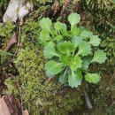 Saxifraga spathularis Brot.Saxifraga spathularis Brot.