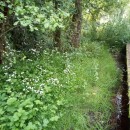 Valeriana dioica L.Valeriana dioica L.