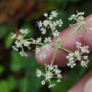 Silphiodaucus prutenicus (L.) Spalik, Wojew., Banasiak, Piwczyñski & Reduron subsp. dufourianus (Rouy & E.G.Camus) ReduronSilphiodaucus prutenicus (L.) Spalik, Wojew., Banasiak, Piwczyñski & Reduron subsp. dufourianus (Rouy & E.G.Camus) Reduron