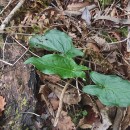 Arum italicum Mill.Arum italicum Mill.