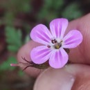 Geranium robertianum L.Geranium robertianum L.
