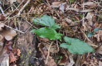 Arum maculatum L.Arum maculatum L.
