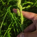 Dactylis glomerata LDactylis glomerata L