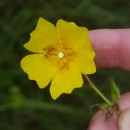 Halimium lasianthum (Lam.) Spach subsp. alyssoides (Lam.) GreuterHalimium lasianthum (Lam.) Spach subsp. alyssoides (Lam.) Greuter