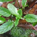 Scrophularia auriculata L.Scrophularia auriculata L.