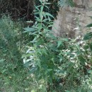 Eupatorium cannabinum  L.Eupatorium cannabinum  L.