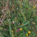Setaria pumila (Poir.) Schult.Setaria pumila (Poir.) Schult.