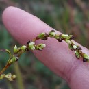 Persicaria hydropiper (L.) SpachPersicaria hydropiper (L.) Spach