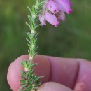 Erica tetralix L.Erica tetralix L.