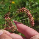 Persicaria lapathifolia (L.) GrayPersicaria lapathifolia (L.) Gray