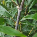 Phyllostachys nigra (Lodd. ex Lindl.) Munro 1868Phyllostachys nigra (Lodd. ex Lindl.) Munro 1868