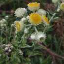 Helichrysum foetidum (L.) Cass.Helichrysum foetidum (L.) Cass.