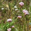 Armeria merinoi (Bernis) Nieto Fel. & Silva PandoArmeria merinoi (Bernis) Nieto Fel. & Silva Pando
