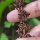 Rumex obtusifolius L.Rumex obtusifolius L.