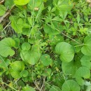 Viola palustris L.Viola palustris L.