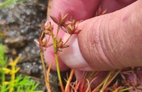 Juncus pygmaeus Rich.Juncus pygmaeus Rich.