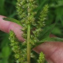 Amaranthus powellii S. WatsonAmaranthus powellii S. Watson