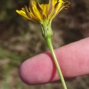 Hypochaeris radicata L.Hypochaeris radicata L.
